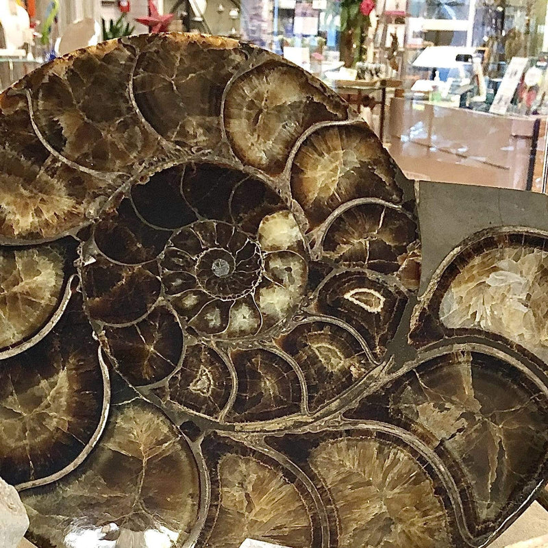 Home Decor- Fossils, Crystals, Art Glass, Pottery Utopianorthwest  Ammonite / Glass Heart