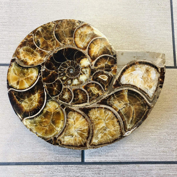 Ammonite Fossil Utopianorthwest 